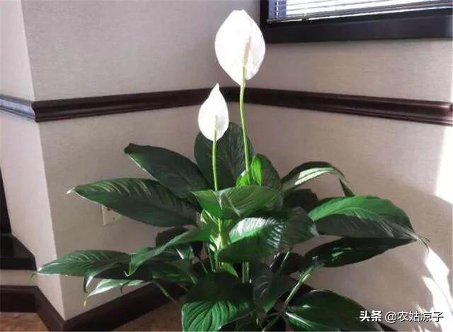 水培吊兰叶尖发黄:水培白掌叶子发黄是什么原因？