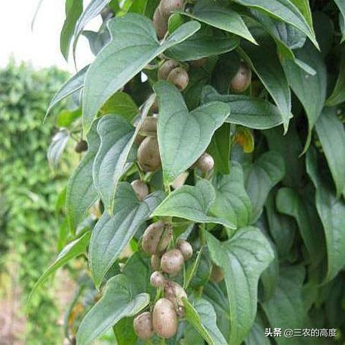 山药(淮山)是如何繁殖的，都有哪些繁殖方法？
