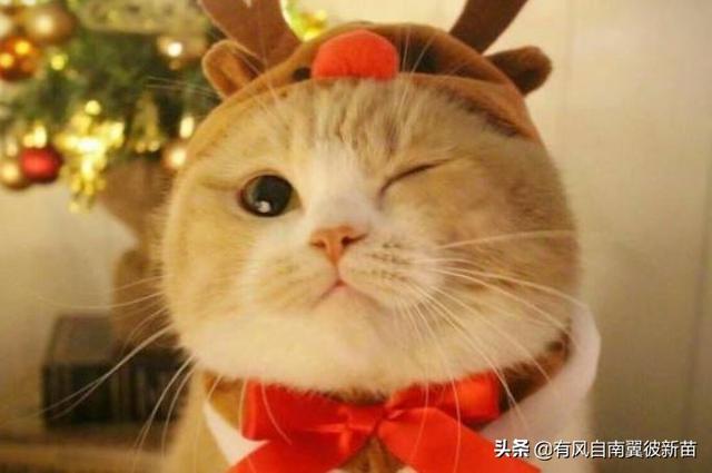 猫泛白细胞减少症传染:猫瘟怎么治，小猫得了猫瘟怎么办？