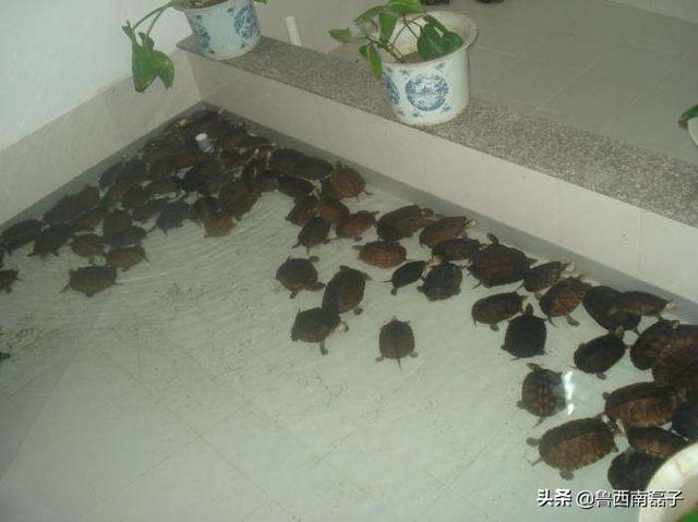 越南金钱龟苗价格:2019年金钱龟走势如何？它的养殖前景如何？