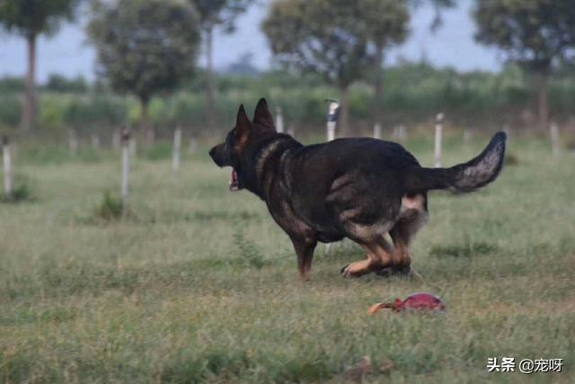 中国牧羊犬在线米小米:以工作能力来说，我国的哪种狗可以比得上德国牧羊犬？为什么？