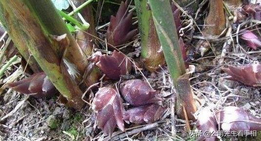 种植洋荷什么时候移栽比较合适,要怎么样才产量高呢？