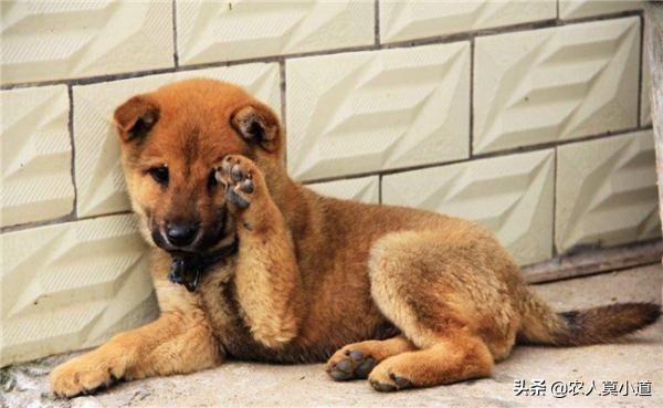 叶璇宠物狗:农村的土狗很多东西吃了都没事，而一些宠物犬吃点就吃坏了为什么