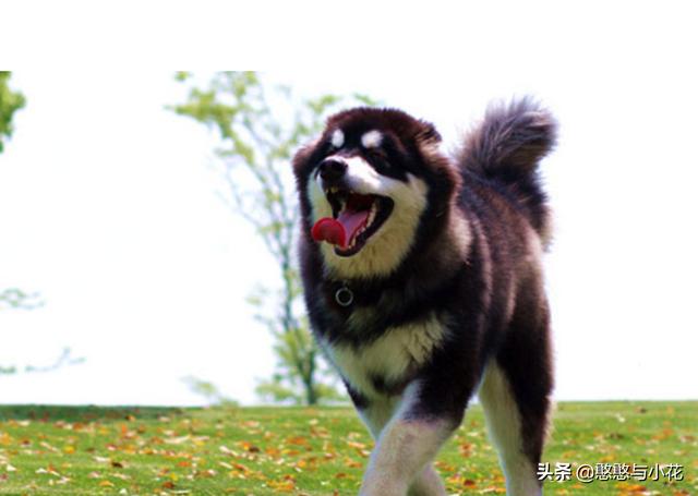 1岁阿拉斯加雪橇犬性格:1岁的公阿拉斯加犬为什么偏瘦，其它一切正常，求解？