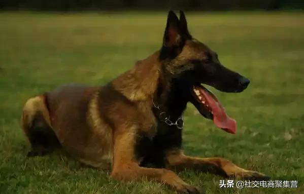 小小熊犬业:马犬养殖利润分析，养一条马犬能赚多少钱？