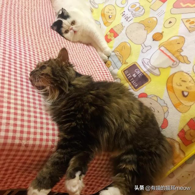 小蓝猫最喜欢吃什么零食:给小奶猫除了喂羊奶，还可以给它喂什么食物？ 小蓝猫吃什么零食好