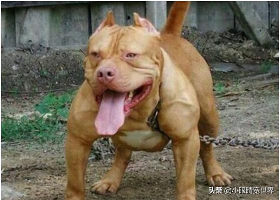 阿根廷杜高犬性格介绍:杜高犬和罗威纳搏斗，谁的胜算更大一些？ 阿根廷杜高犬图片