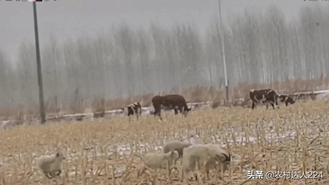 赛维洛犬菌清图片:古代没有狂犬疫苗，面对狂犬病古人是怎么做的？