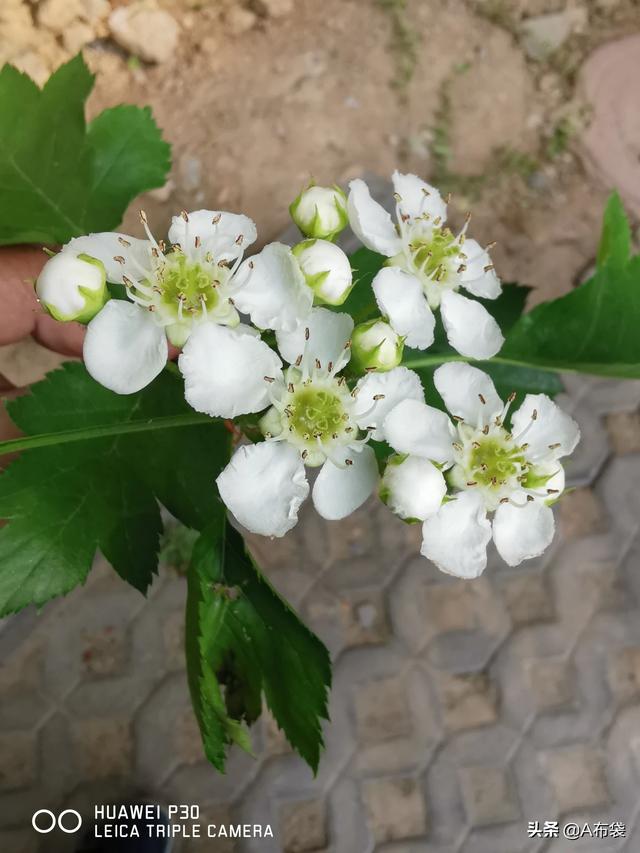 我们家乡种植中药材销售难,如何是好？