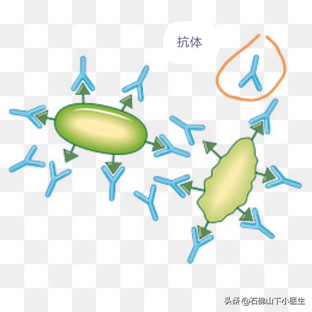 华西雨蛙川西亚种:华西雨蛙与雨蛙的区别 新型冠状病毒感染肺炎治愈后会不会复发？