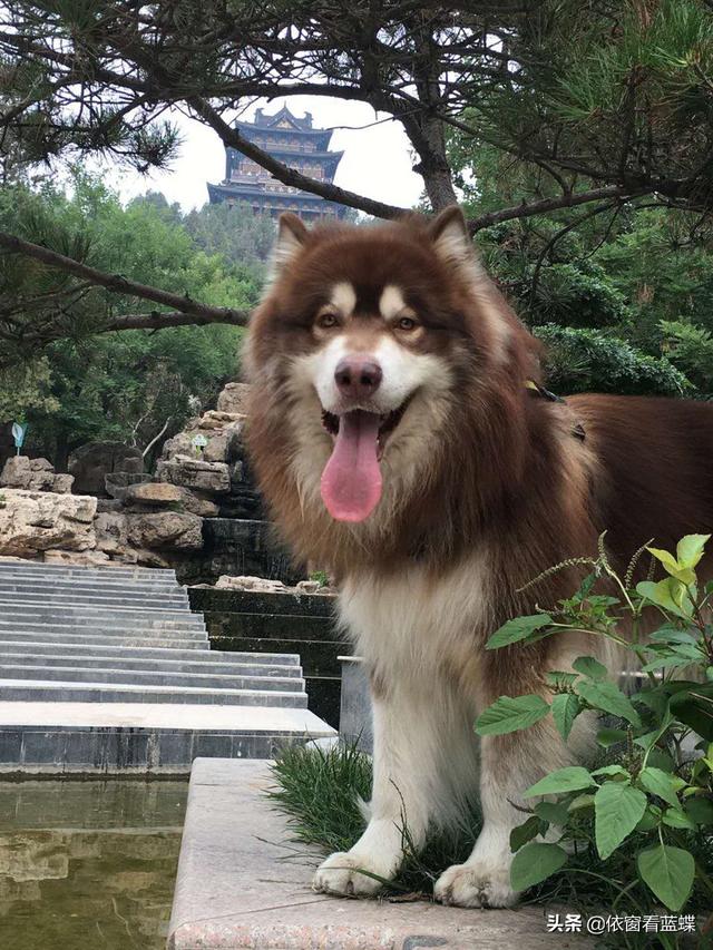 北京犬图片壁纸:有多少喜欢养狗的朋友们，发图片瞧瞧呗？