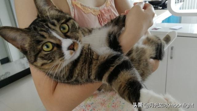 常见宠物猫的品种及图片:第一次养猫，到底选择什么品种比较合适？