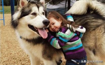 阿拉斯加雪橇狗怎么训:怎样才能让阿拉斯加不拆家？
