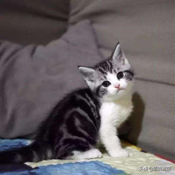 公猫绝育手术视频教程:猫咪绝育手术是怎么做呢？