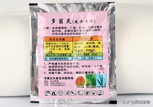 姬玉露和水晶玉露:玉露不透明了，这是为什么？该怎么养？