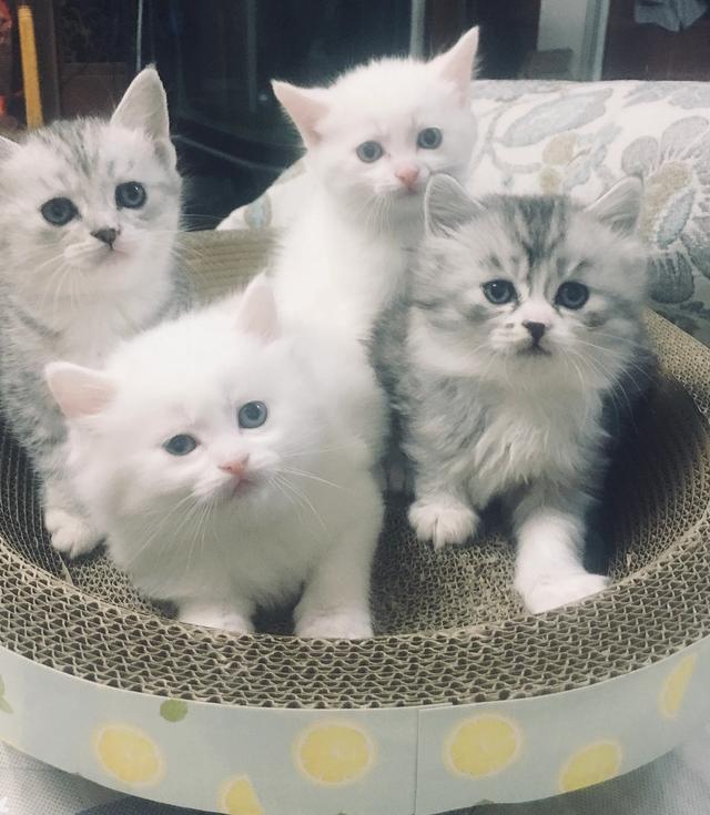 短尾猫能不能养:短毛猫要怎么养？因为我是第一次养猫，所以不是很清楚？