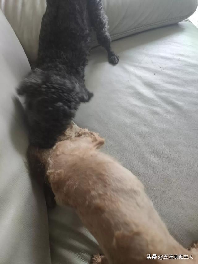 泰迪会被禁养吗？有何依据？