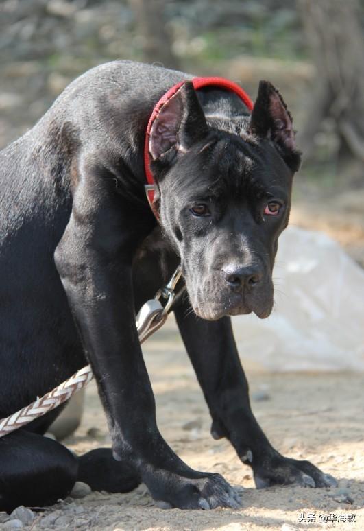 纯种大丹犬价格分析:我国的莱州红犬还多吗？价格多少钱？