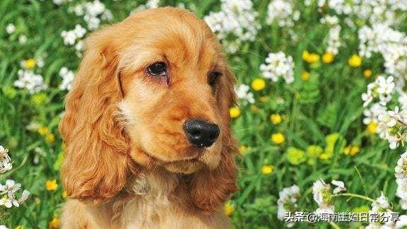 中华娱乐网小色狗:狗缘好的人，你觉得他们身上都有哪些“吸狗特征”？