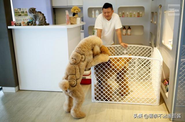 宠物服务项目简介:现在比较新奇的宠物服务都有哪些？