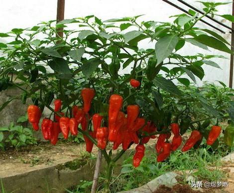 卡罗莱纳死神:中国最辣的辣椒，前10名的依次排名是啥
