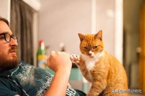 天使猫图片:猫猫不吃人是不是因为体型限制了它？