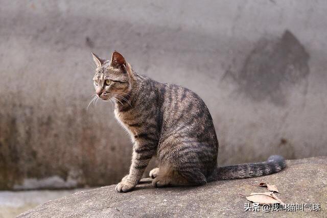 中国狸花猫在国外:想买只猫来捉老鼠，不知什么样的猫好，多大捉老鼠？怎么样挑？ 中国狸花猫在国外受欢迎吗