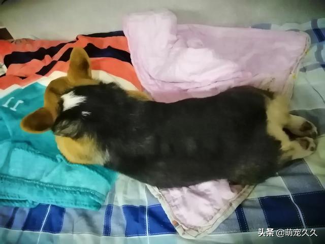 养宠物的好处:为什么越来越多的人爱上养狗，养狗的好处有哪些？