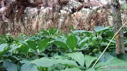 重楼怎么种植(重楼怎么种植才好)