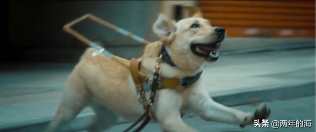 导盲犬小q观后感600:口碑票房不佳，为何立意深远的《小Q》打动不了观众的心？
