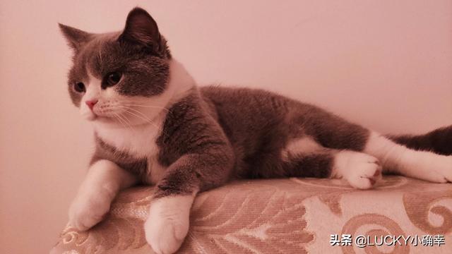 宠物情人调教法漫画贴吧:请问你养宠物，是你去适应宠物还是宠物去适应您？