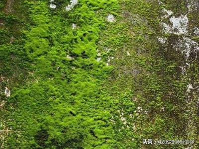 凤尾蕨 黑木蕨 区别:藻类、苔藓类、和蕨类植物主要区别是什么？