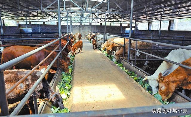 养牛知识与预防:肉牛怎么养殖？需要注意什么？