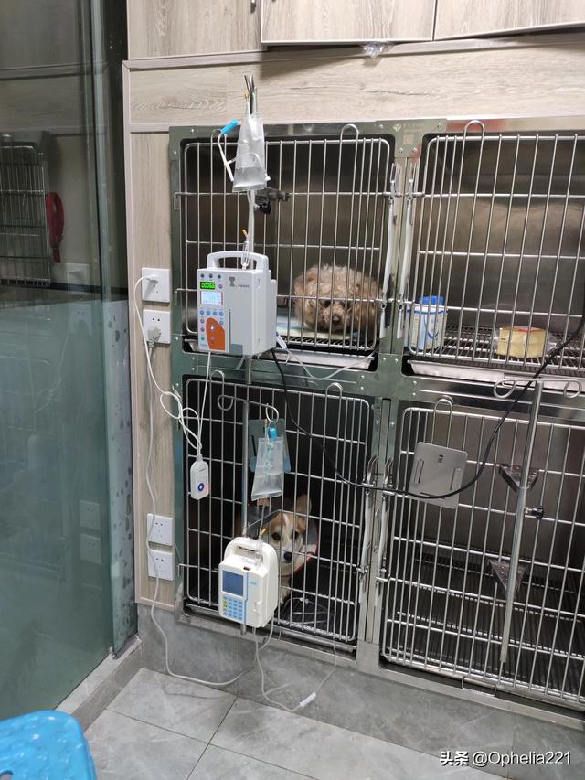 狗狗健康:狗狗到底该不该做绝育呀，心疼但是又想让它健康，我好纠结？