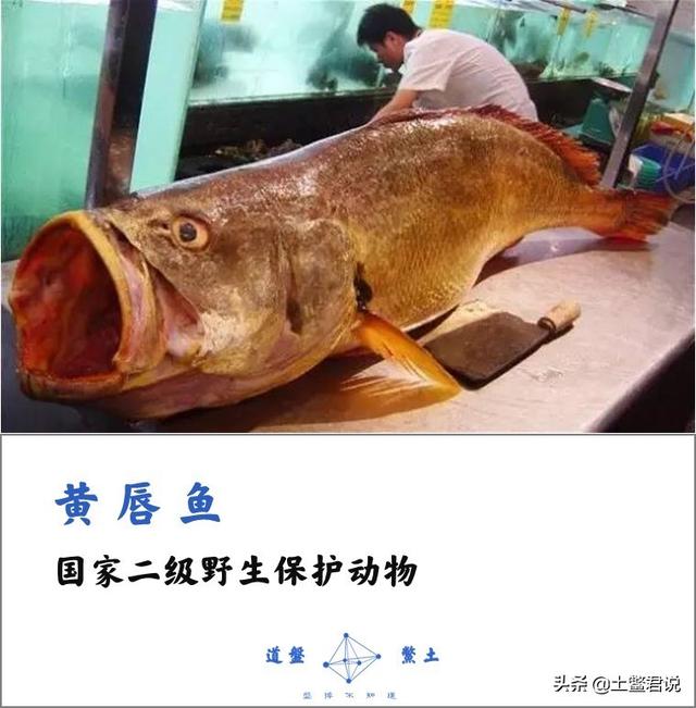 龙趸王:中国四个海哪个海里的海鲜好吃，为什么