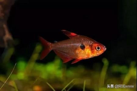 玻璃海象鱼吃灯鱼:各种灯鱼的混养注意事项？