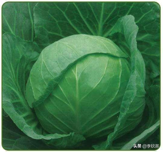 农村种植包菜 为何老是出菜苔 是什么原因 一路长淡的回答 头条问答