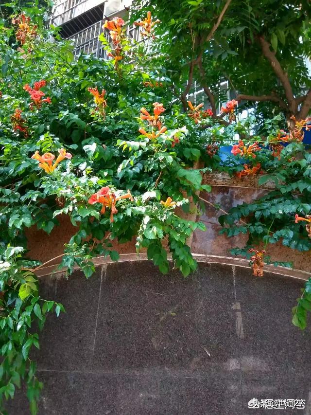 所谓俄罗斯凌霄花耐寒吗