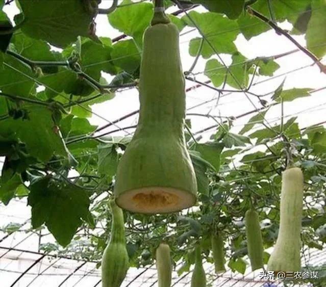 吊瓜子的功效:砍瓜是什么瓜？常吃对身体有哪些好处？