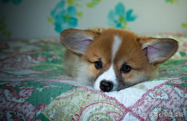 豆柴犬自己盖被子:到底该不该让狗狗上床睡觉呢？