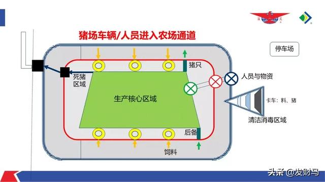 育肥猪口蹄疫的治疗:母猪怀孕后期能不能注射口蹄疫疫苗？