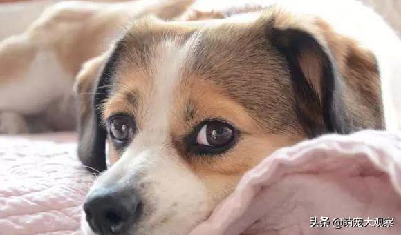 狗狗生病时打疫苗:狗狗如何打疫苗一共要打几次？