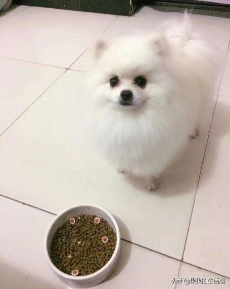 巨型博美犬怎么养:怎样训博美犬能让它更听话？