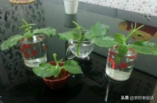 长寿花的繁殖方法大全:长寿花土扦插和水扦插哪个好？