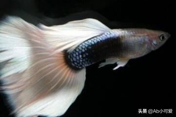 大孔雀鱼怎么养殖:全红白子孔雀鱼怎么饲养维系？