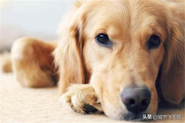 金毛犬的饲养:金毛犬饲养7大注意事项？