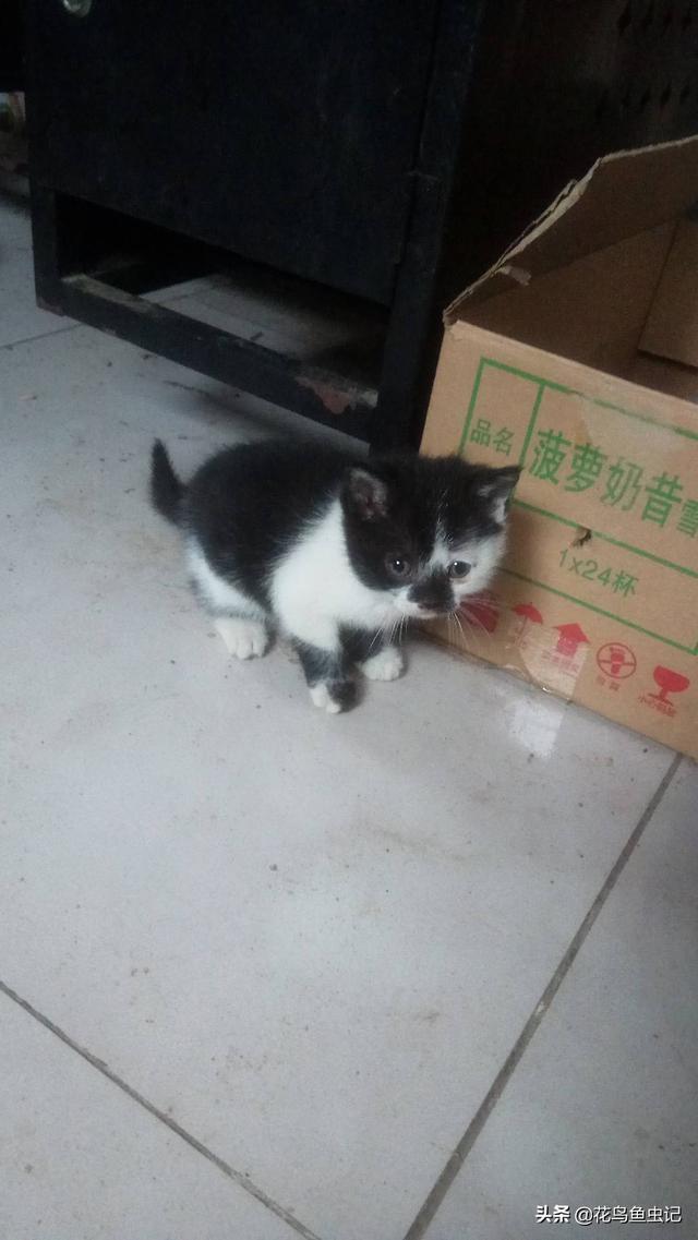 猫咪视频:小猫可以吃烤鱼片吗，它两天没小便了，没事吧？