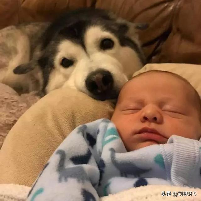 我的男友和狗:面对男友和爱犬，你们会怎么选择？