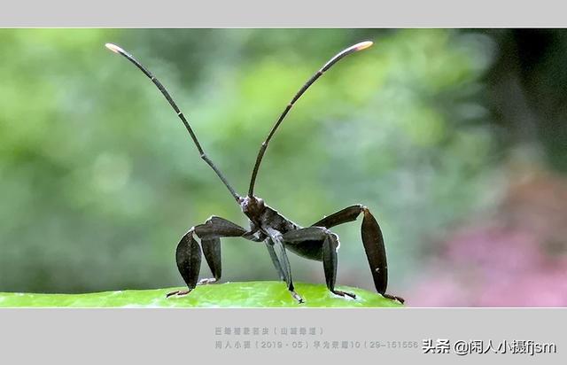 使用手机拍摄，使用“前景”有什么技巧
