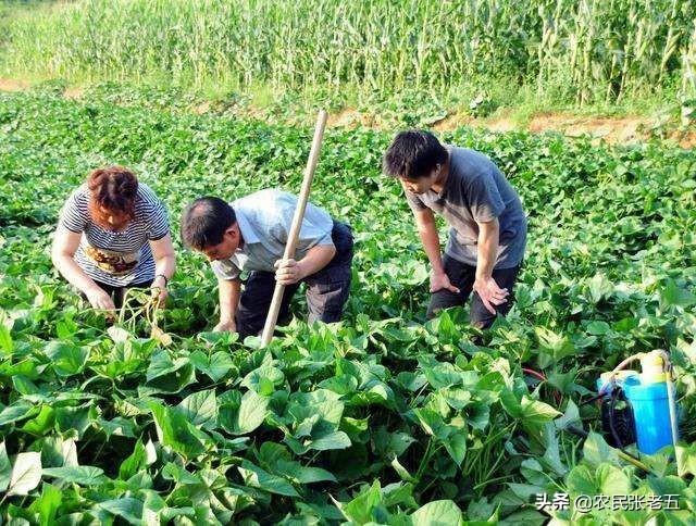 种植地瓜需要翻土多深 朵朵代餐网